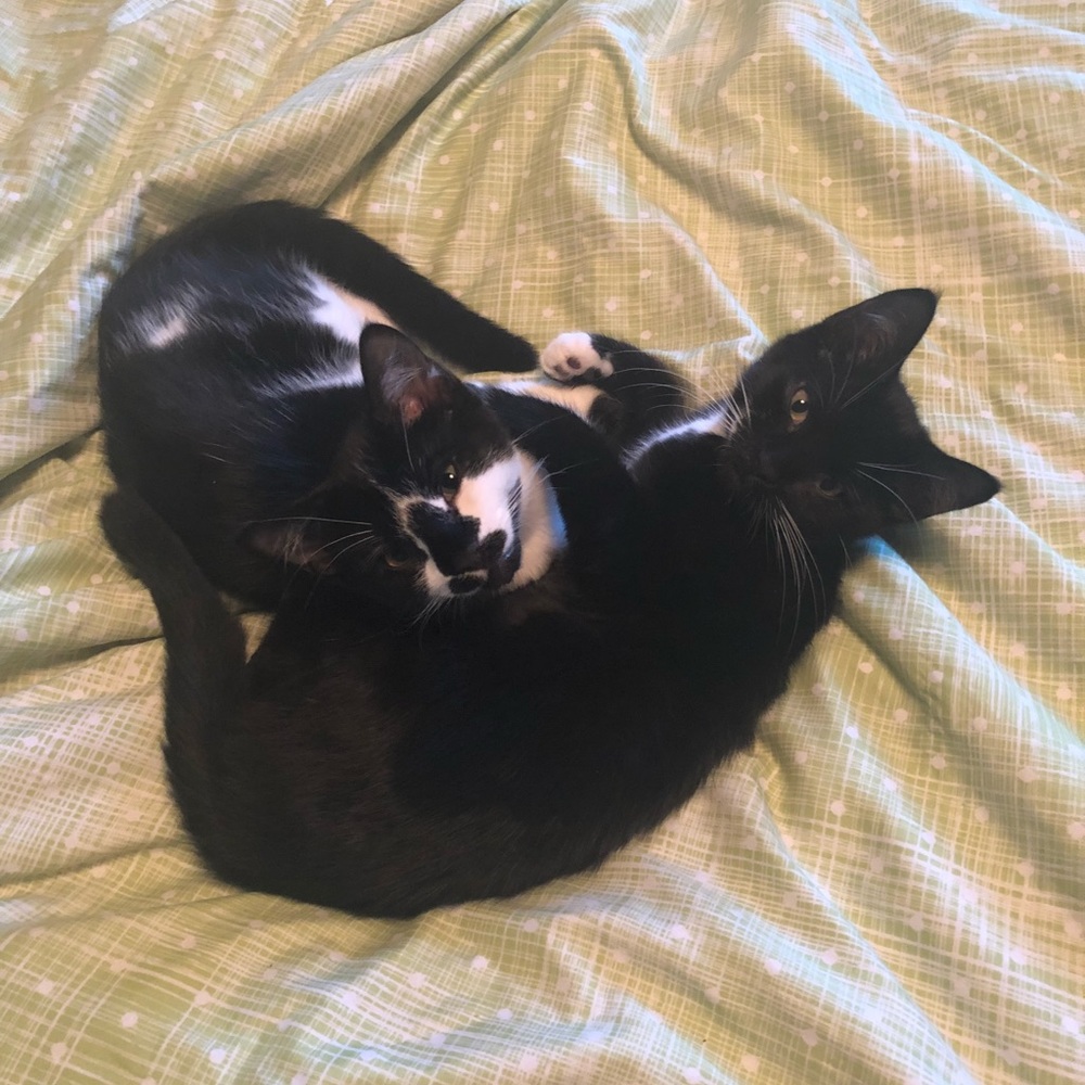 Meet your Posher, Kristen